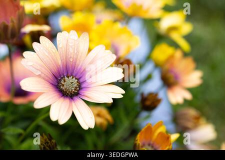 Fleur pastel douce avec des gouttes d'eau macro dans le jardin de printemps Banque D'Images
