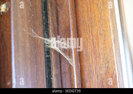 Vue rapprochée d'un cadre de porte en bois poussiéreux avec de vieilles toiles d'araignée indiquant la négligence Banque D'Images