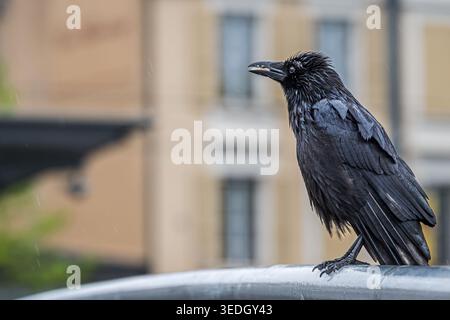 Portrait de corbeau de charnon sous la pluie sur la balustrade. Un corone Corvus noir. Ouchy, Vaud, Suisse. Banque D'Images
