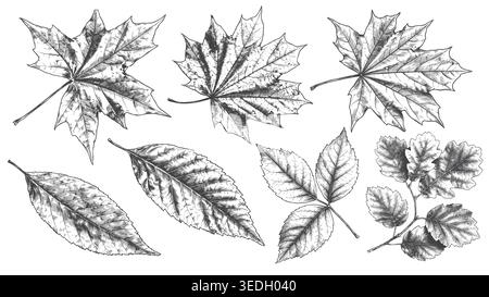 Un bel ensemble de feuilles d'automne tombées, y compris des variétés d'érable et de chêne, illustrées dans un style de gravure vintage méticuleux. Idéal pour les ev saisonniers Illustration de Vecteur