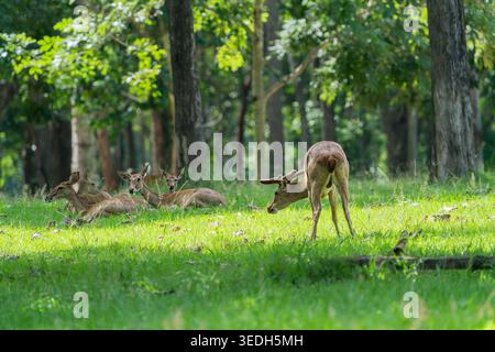 Cerfs d'ELD ou cerfs à bois sourcils debout et couchés sur l'herbe dans le sanctuaire de faune sauvage de Huai Kha Khaeng en Thaïlande. Banque D'Images