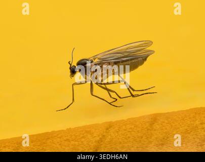 Gnat champignon (Sciaridae) attrapé sur un piège collant jaune, macro photographie Banque D'Images