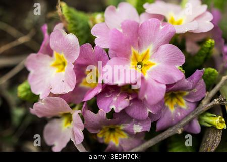 Les primroses se rassemblent autour de feuilles vertes fraîches révélant des gorges dorées et une usure douce des éléments. Vue macro intime de Resilient b Banque D'Images