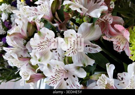 Un gros plan de belles fleurs blanches et roses d'Alstroemeria en pleine floraison Banque D'Images