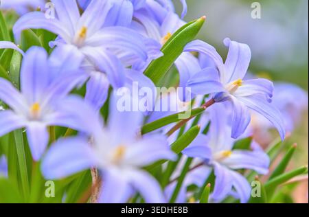 Belle gloire bleue des fleurs de neige fleurissant au printemps, Hokkaido Banque D'Images