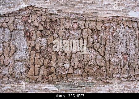 Texture haute résolution de l'écorce de bouleau blanc japonais (Shirakaba) avec des motifs de pelage distinctifs, Hokkaido, Japon Banque D'Images