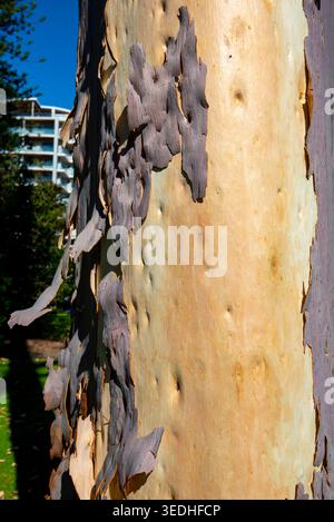 Processus d'élimination de l'écorce d'arbre d'eucalyptus Banque D'Images