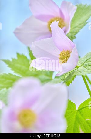 Grappe vibrante de coquelicots des bois japonais (Glaucidium palmatum), ou Shirane Aoi, fleurs sauvages dans une forêt à Hokkaido, au Japon Banque D'Images
