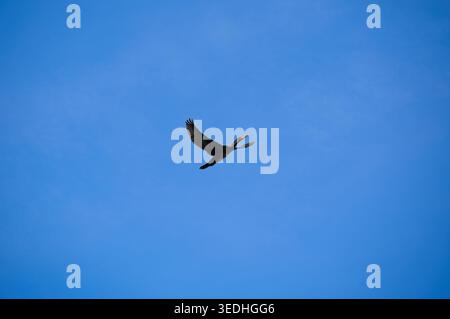 Budapest, Hongrie - 26 avril 2026 : un grand cormoran (Phalacrocorax carbo) volant contre un ciel bleu au-dessus du zoo et du jardin botanique de Budapest. Banque D'Images