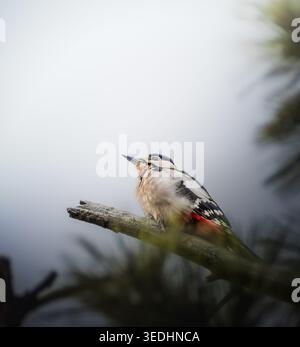 Grand pic tacheté (Dendrocopos major) reposant sur une branche d'arbre entourée d'un bokeh forestier doux et d'une atmosphère boisée naturelle. Banque D'Images