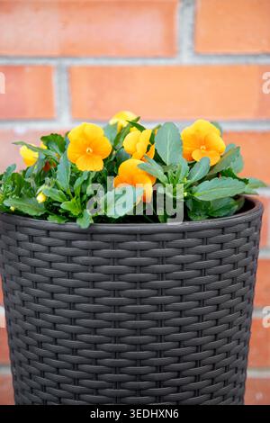 Pansies oranges Viola wittrockiana plantées dans un pot de fleurs en plastique noir sur fond de mur de briques rouges. Banque D'Images