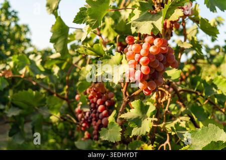 Raisins dans le vignoble, vignoble et café, vignoble, bouquet de raisins verts et rouges, Shine muscat, bouquet de raisins qui sont près de mûrs dans le vignoble Banque D'Images