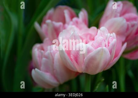 Fleur de tulipe rose, tulipe 'Finola', double Late, pivoine-floraison, pivoine-tulipe, fleurs romantiques Banque D'Images