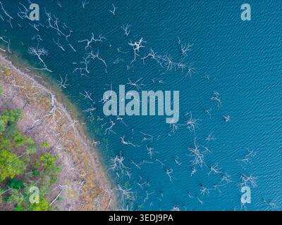 Une vue aérienne fascinante d'arbres morts squelettiques s'élevant d'une eau bleue profonde, illustrant l'intersection de la nature et de l'eau. Banque D'Images