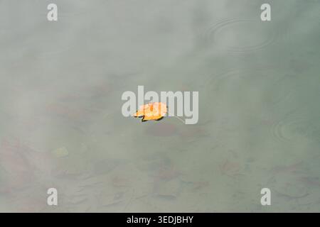 Feuille d'un tulipe (Liriodendron tulipifera) flottant sur un lac en automne Banque D'Images