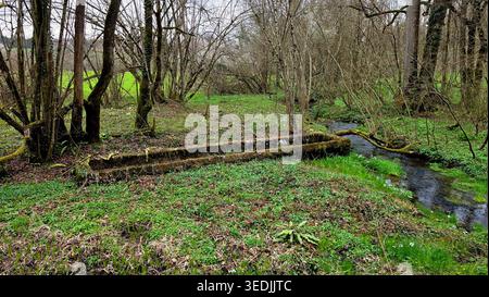 Un long bassin d'eau en pierre altérée se trouve dans une prairie verdoyante à côté d'un ruisseau clair. Des arbres sans feuilles et un couvre-sol printanier frais entourent le rustique Banque D'Images