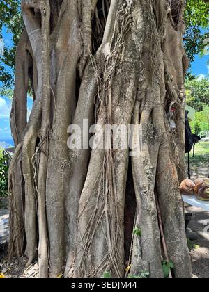 Vue de texture plein cadre d'un tronc de banyan ancien épais avec des structures de racine verticales complexes entrelacées. Banque D'Images
