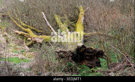Un énorme tronc d'arbre déraciné avec plusieurs branches se trouve sur un plancher forestier. Mousse vibrante épaisse couvre le bois au milieu des arbustes dormants et nouveaux Banque D'Images