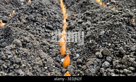 Une perspective rapprochée de bulbes d'oignon jaune Allium cepa ou d'échalotes Allium ascalonicum placés dans un sillon de jardin droit. Plantation de printemps de légumes Banque D'Images