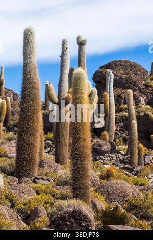 Une forêt dense d'imposants cactus cardón (Echinopsis atacamensis) s'élève de façon spectaculaire à flanc de colline rocheux dans la région d'Uyuni à Potosí, en Bolivie. Thés Banque D'Images