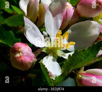 Apple Tree fleurit au printemps avec des fleurs parfumées, cinq pétales qui sont roses à blanches et des bourgeons non ouverts. Banque D'Images