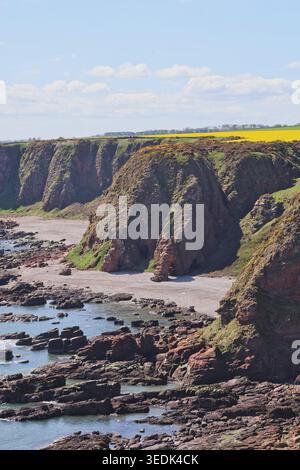 Falaises de grès rouge près d'Ethie Angus Écosse mai 2026 Banque D'Images