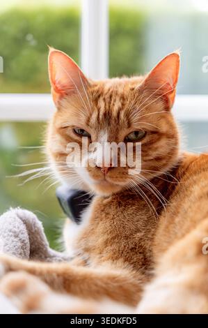 Chat au gingembre relaxant par fenêtre regardant le spectateur Banque D'Images
