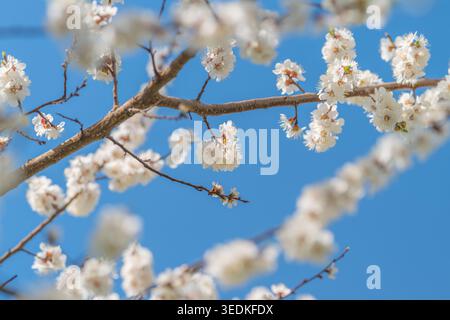 Scènes sereines de fleurs délicates aux effets apaisants de la lumière du soleil. Scène pastelteinte paisible avec des fleurs de sakura floues et une ambiance douce de lumière du soleil Banque D'Images