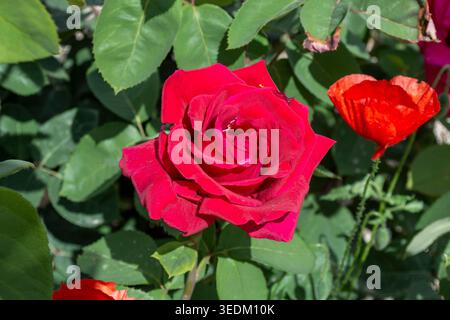 Rosa roja en plena floración Junto a amapolas silvestres en un Jardín soleado. Banque D'Images