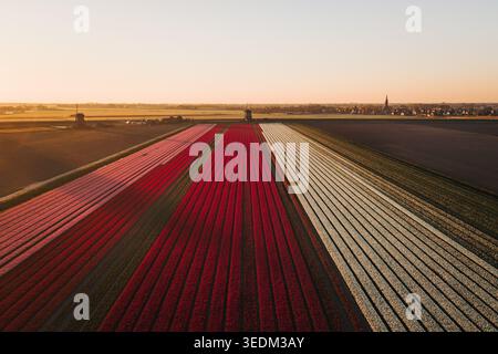 Vue aérienne de rangées vibrantes de champs de tulipes rouges, roses et blanches menant vers des moulins à vent traditionnels sous un coucher de soleil doré à Schermerhorn, North Ho Banque D'Images