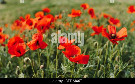 Fleurs de coquelicot rouge fleurissant dans une mise au point douce avec prairie sauvage floue. Fond floral, nature saisonnière, design botanique et concept printanier délicat. Banque D'Images