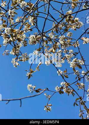 Serviceberries pousse au printemps dans le Nickerson State Park, Brewster, Massachusetts Banque D'Images