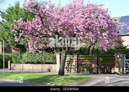 Cerisier en fleurs fleurissant à côté de la rue de banlieue le jour ensoleillé du printemps Banque D'Images