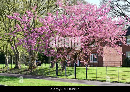 Arbre en fleurs de cerisier rose fleuri à côté de la maison de briques au printemps Banque D'Images