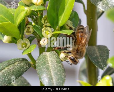 Gros plan d'une abeille de miel sur un buisson de crayon japonais en fleurs holly Bush. Banque D'Images