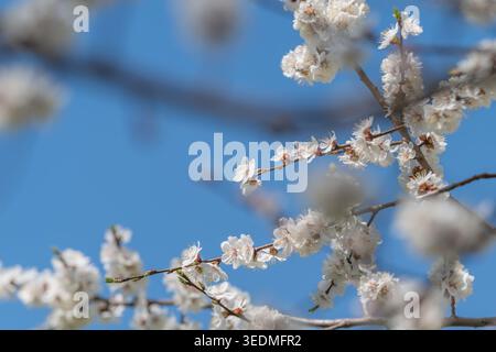 Scène apaisante avec des fleurs roses en sourdine sur des branches délicates. Image sereine avec des fleurs de couleur pastel avec un bokeh subtil et une composition paisible Banque D'Images