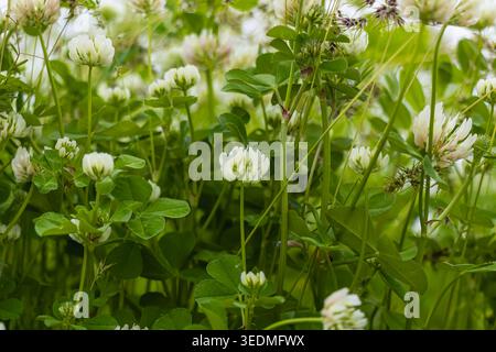 Fleurs de trèfle blanc parmi les feuilles vertes fraîches et l'herbe dans un pré naturel. Une lumière douce et une végétation dense créent un arrière-plan botanique calme Suitab Banque D'Images