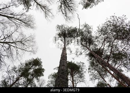 Forêt finlandaise en hiver. Espoo, Finlande. Banque D'Images