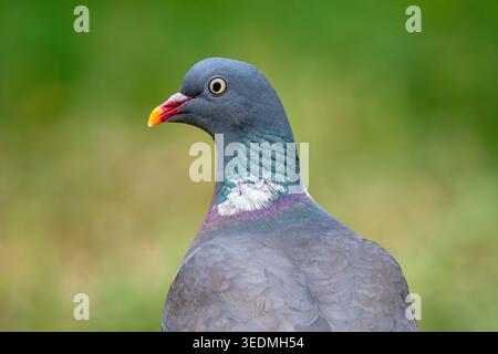 Pigeon de bois commun (Columba palumbus) gros plan au printemps Banque D'Images