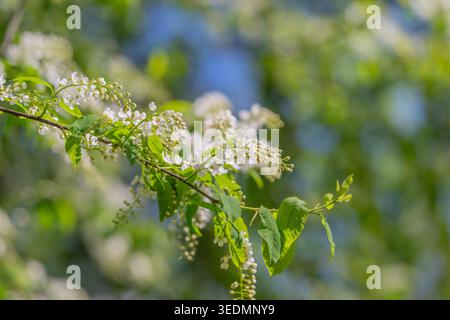 Gros plan amas blanc sur la branche, pétales pointus, feuilles texturées, faible profondeur, bokeh ensoleillé, atmosphère d'étude botanique, parfum délicat impliqué Banque D'Images