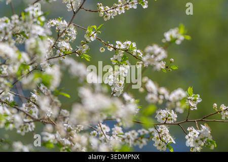 Douce grappe de fleurs vertes. Groupe floral légèrement flou dans la tranquillité. Scène paisible avec des fleurs vertes tamisées et un arrière-plan flou apaisant Banque D'Images