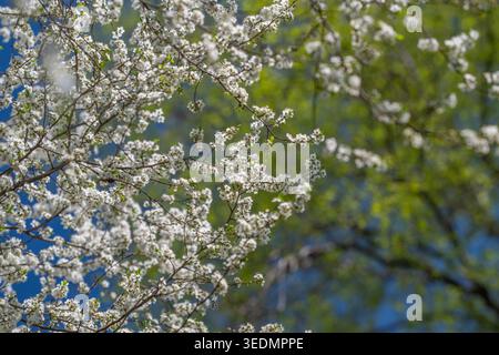 Imagerie axée sur la relaxation avec fleurs douces et feuilles luxuriantes. Des scènes naturelles sereines avec des fleurs douces et de la verdure pour favoriser le calme et le Wel Banque D'Images