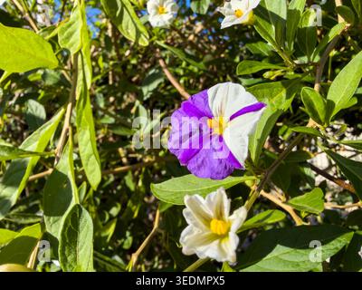 Gros plan d'une fleur bleue violette et blanche de Solanum rantonnetii parmi les feuilles vertes, le buisson de pommes de terre ou la plante Lycianthes rantonnetii Banque D'Images