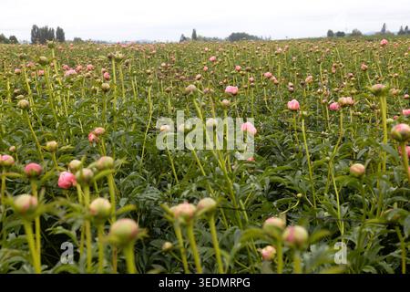Nouvelles fleurs de pivoine et bourgeons poussant dans un champ. Banque D'Images