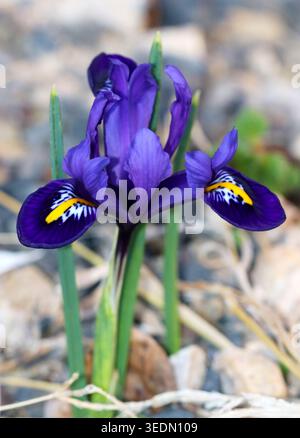 Un iris à crête naine (iris reticulata) fleurit dans un jardin de Boise, Idaho. Banque D'Images