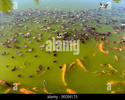 Poisson Koi orange et oies canadiennes nageant dans un étang Banque D'Images