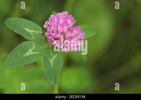 Trèfle rouge (Trifolium pratense) fleurissant sur un fond vert avec amplement d'espace pour le texte. Banque D'Images