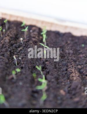 Gros plan de jeunes plants de tomates poussant dans un sol fertile foncé. Stade précoce de la culture de la plante de tomate, du jardinage et du concept d'agriculture biologique. Banque D'Images