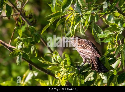 Une femelle à ailes rouges (Agelaius phoeniceus) se perche sur une branche d'un arbre. Banque D'Images