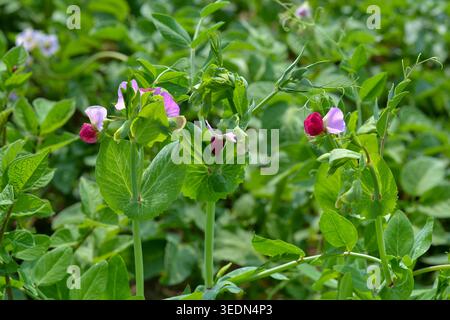 Gros plan de plantes de pois en fleurs avec des fleurs roses et violettes poussant dans un jardin verdoyant ou un champ agricole pendant l'été. Agriculture biologique et v Banque D'Images